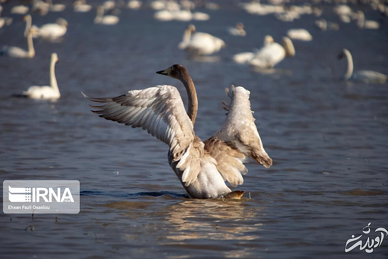 (تصاویر) قوهای فریادکش در تالاب سرخرود